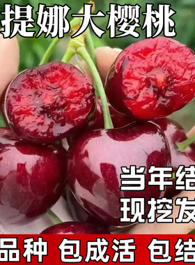 桑提娜车厘子树苗包成活当年结果