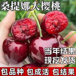 桑提娜车厘子树苗南北方耐寒特大号大樱桃苗盆栽嫁接矮化当年结果