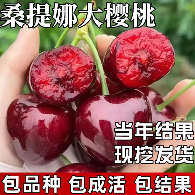 桑提娜车厘子树苗包成活当年结果