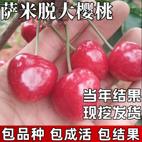 萨米脱樱桃树苗包成活当年结果