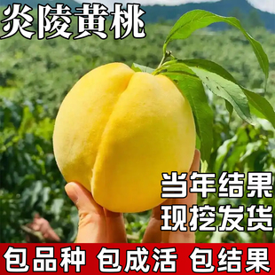 炎陵黄桃树苗南北方种植耐寒特大桃树果苗盆栽嫁接早晚熟当年结果