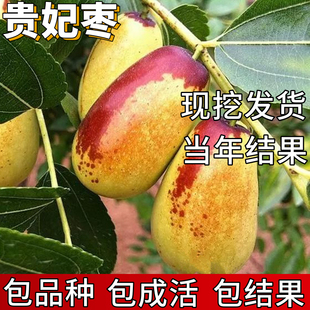 贵妃枣苗南北方庭院耐寒特大枣子树苗盆栽嫁接枣树活苗当年结果