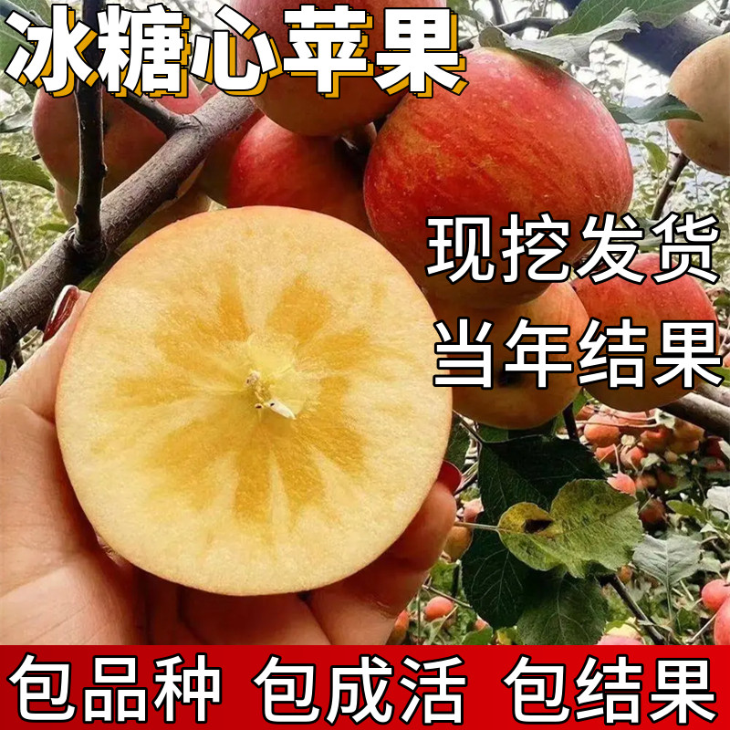 冰糖心苹果树果苗包成活当年结果图片