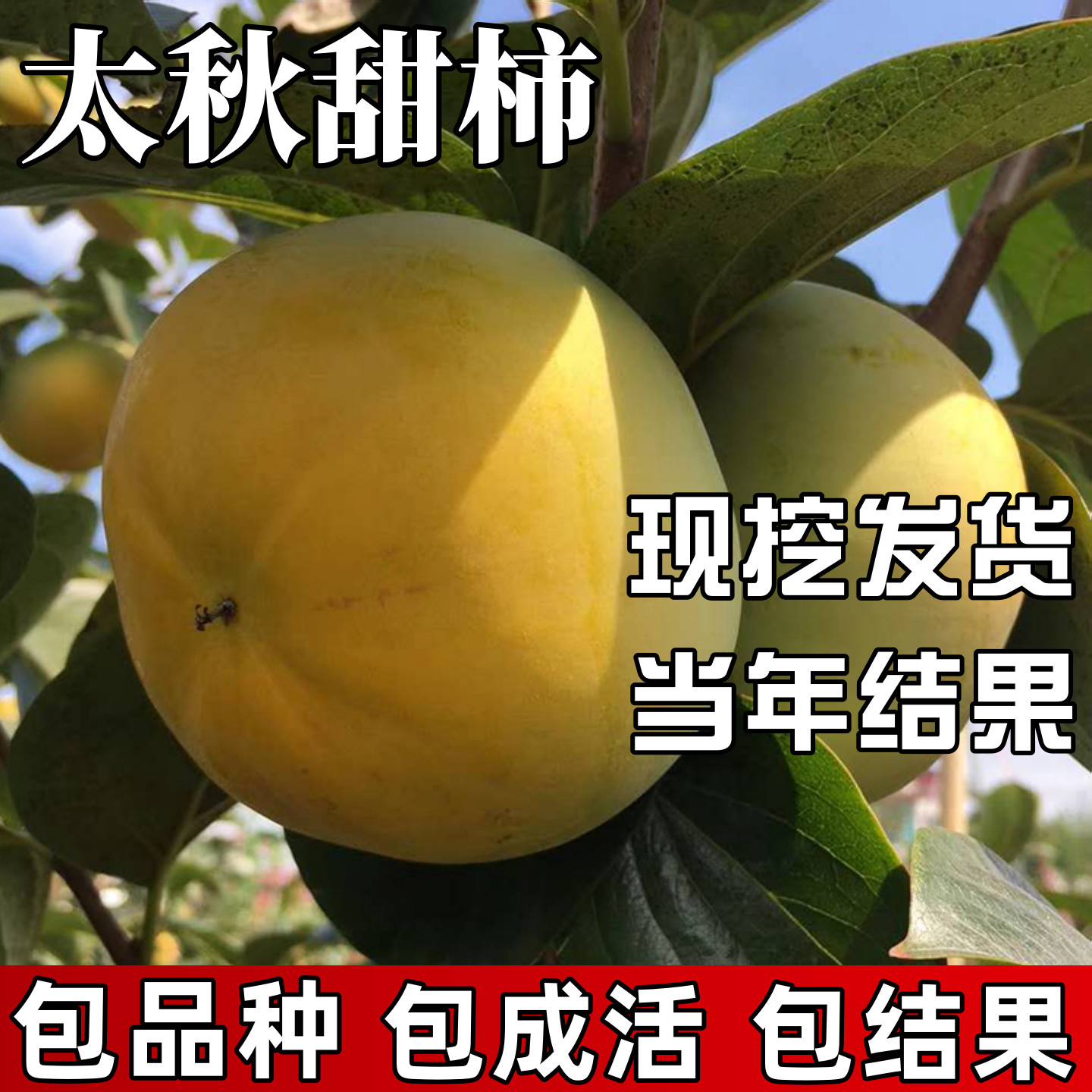 【太秋甜柿树苗】包成活当年结果图片