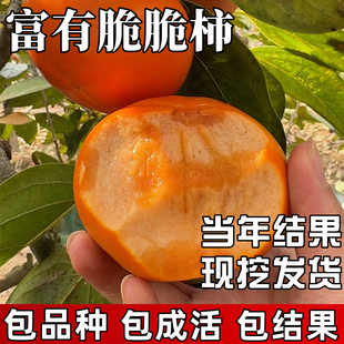 富有柿树苗南北方庭院种植耐寒特大甜脆无核柿子盆栽嫁接当年结果