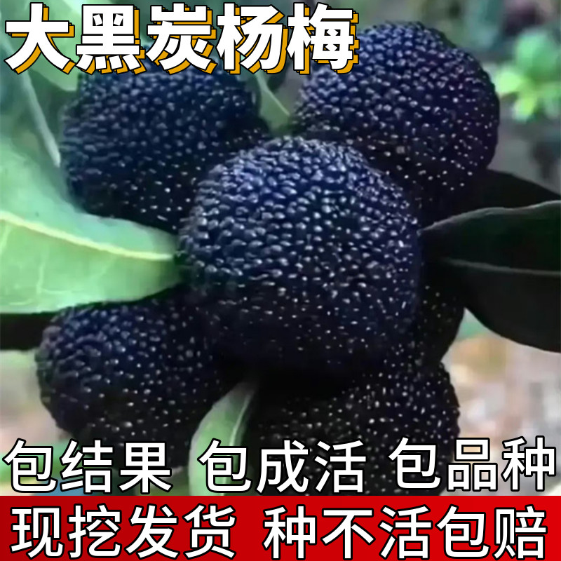 大黑炭杨梅树苗【当年结果】图片