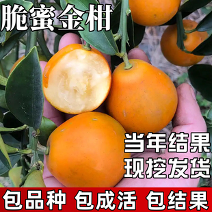 脆蜜金柑树苗庭院室外大果可食用金桔盆栽嫁接金橘大树当年结果