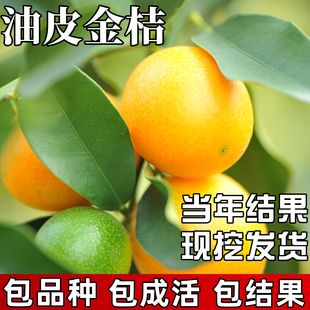 油皮金桔苗庭院地栽果苗室外金橘大树盆栽嫁接四季可食用当年结果