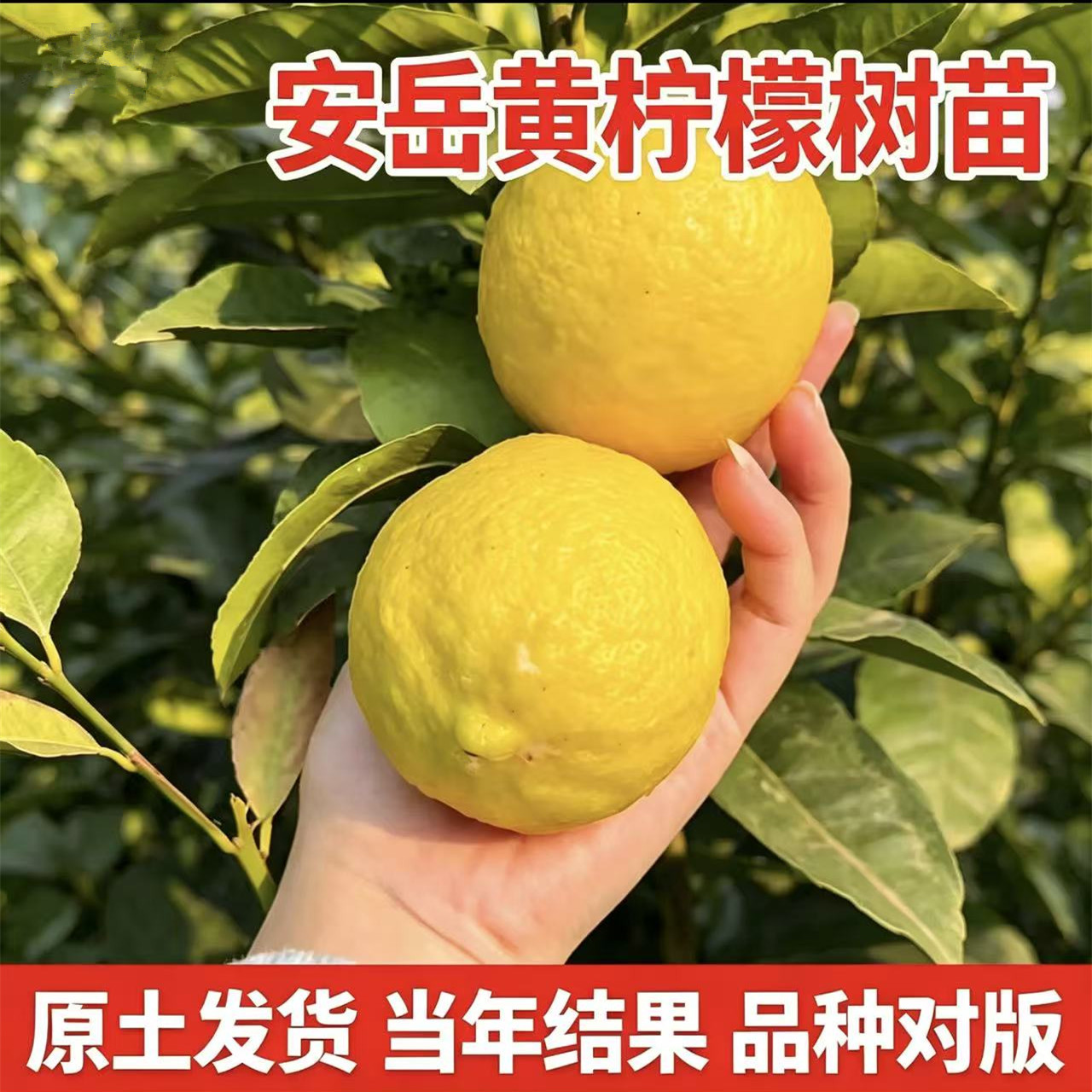 安岳柠檬树苗【带土带叶】图片