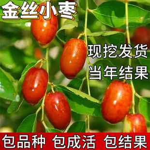 金丝小枣树活苗南北方庭院耐寒特大枣子树苗盆栽嫁接果苗当年结果