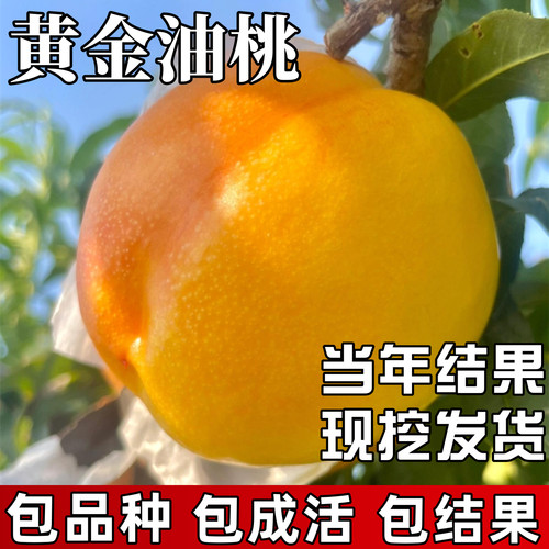 黄金油桃树苗包成活当年结果