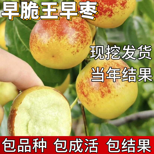 早脆王枣树苗包成活当年结果