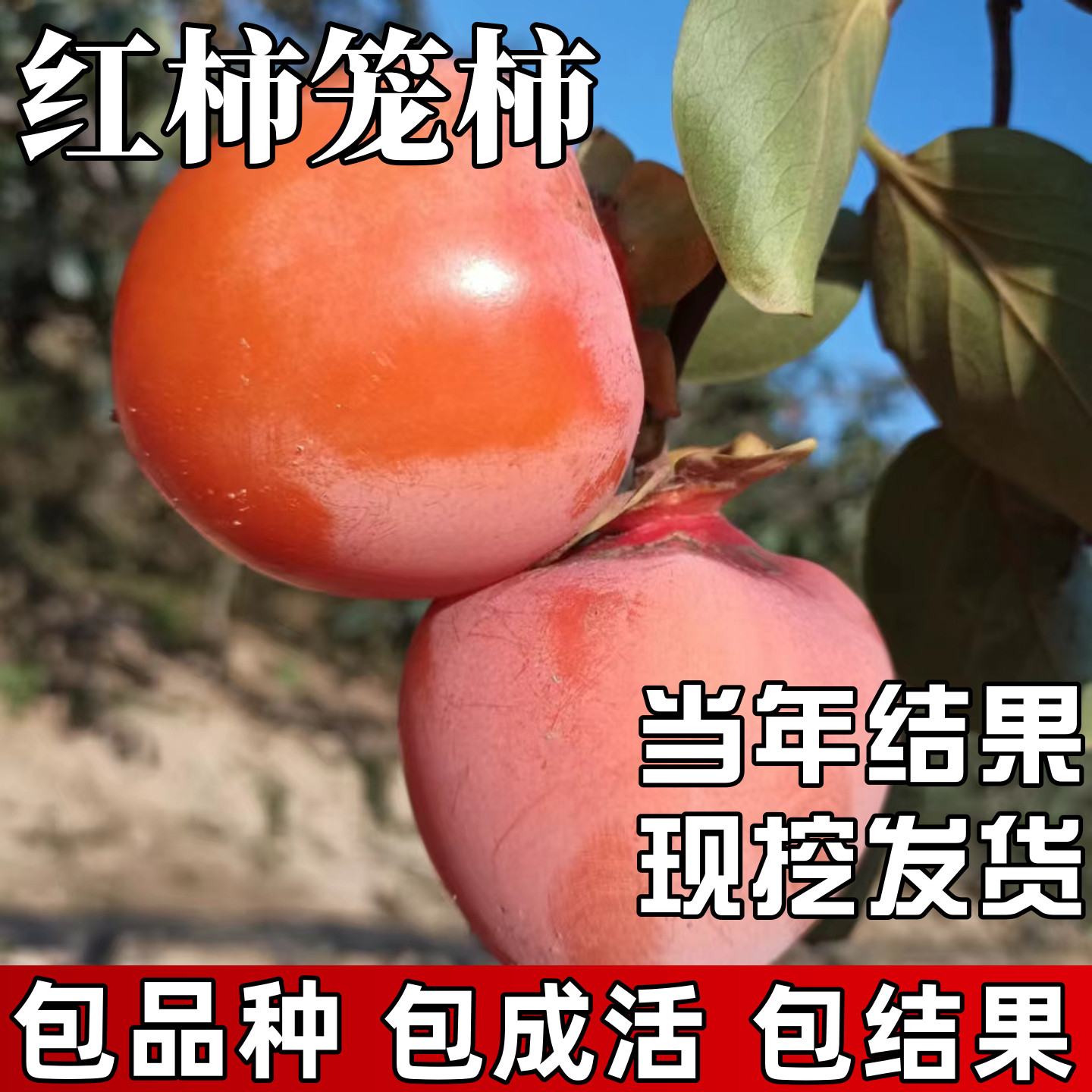 红灯笼柿子树苗包成活当年结果图片