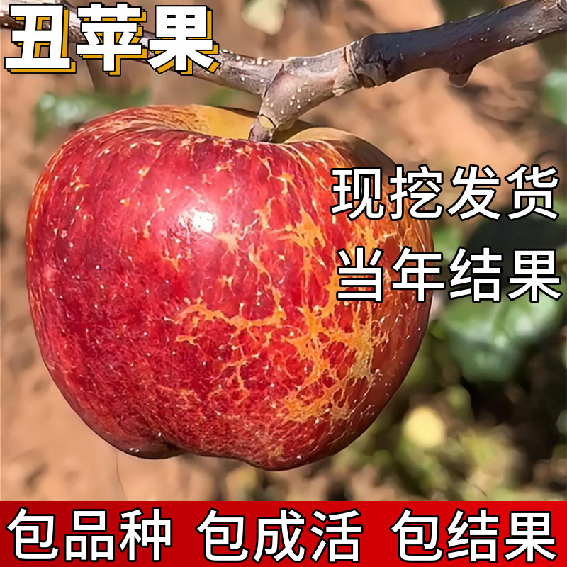 丑苹果树果苗包成活当年结果图片