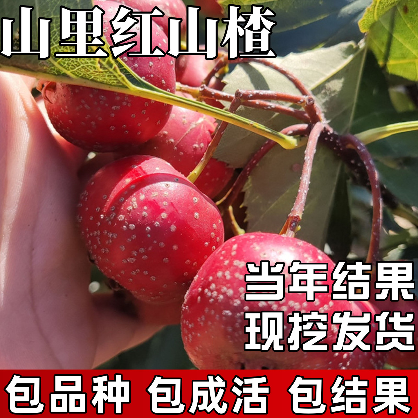 山里红山楂苗包成活当年结果图片