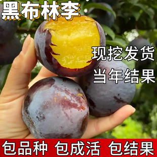 黑布林大李子树苗南北方庭院地栽特大果苗盆栽嫁接脱骨当年结果
