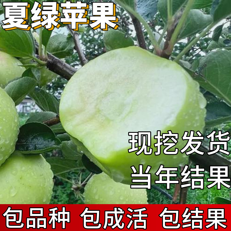 夏绿苹果树果苗包成活当年结果图片