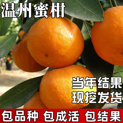 温州蜜柑苗庭院种植耐寒特大号桔子果苗盆栽嫁接蜜橘树苗当年结果