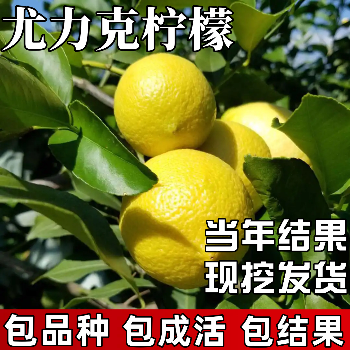 尤力克柠檬树苗包成活当年结果