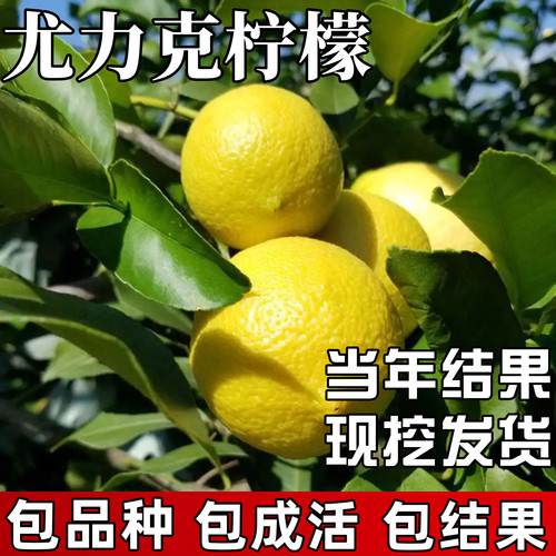 尤力克柠檬树苗包成活当年结果