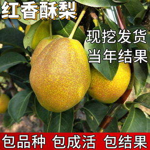 红香酥梨苗南北方种植地栽特大梨树果苗活苗盆栽嫁接耐寒当年结果