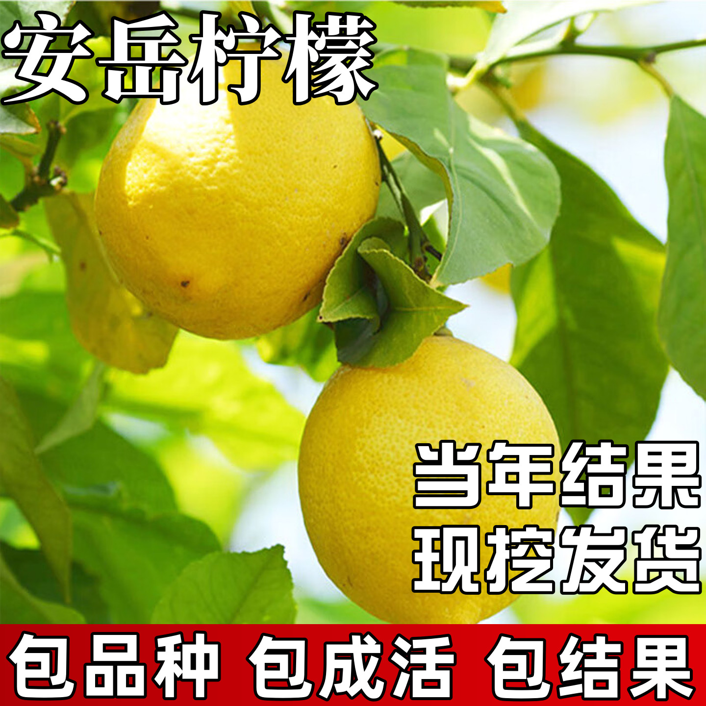 安岳柠檬树苗无籽黄柠檬可食用庭院室外地栽室内盆栽四季当年结果,鲜花速递/花卉仿真/绿植园艺,果树,淘宝优惠券,粉丝福利购,淘宝优惠卷