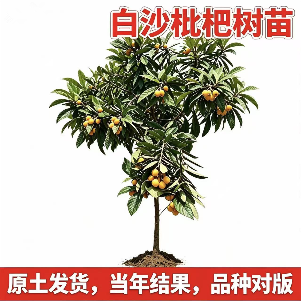 白沙枇杷树果苗【带土带叶】图片