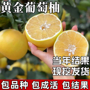 黄金葡萄柚树苗庭院种植耐寒观赏柚子树大树盆栽嫁接果苗当年结果