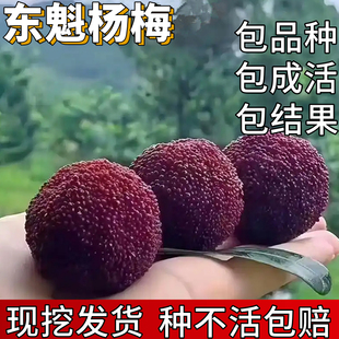 东魁杨梅苗庭院地栽特大杨梅树嫁接苗盆栽杯苗矮化果苗当年结果