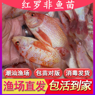 单性雄性脆肉红罗非鱼苗新吉富大鱼苗福寿鱼淡水养殖活体非洲鲫鱼