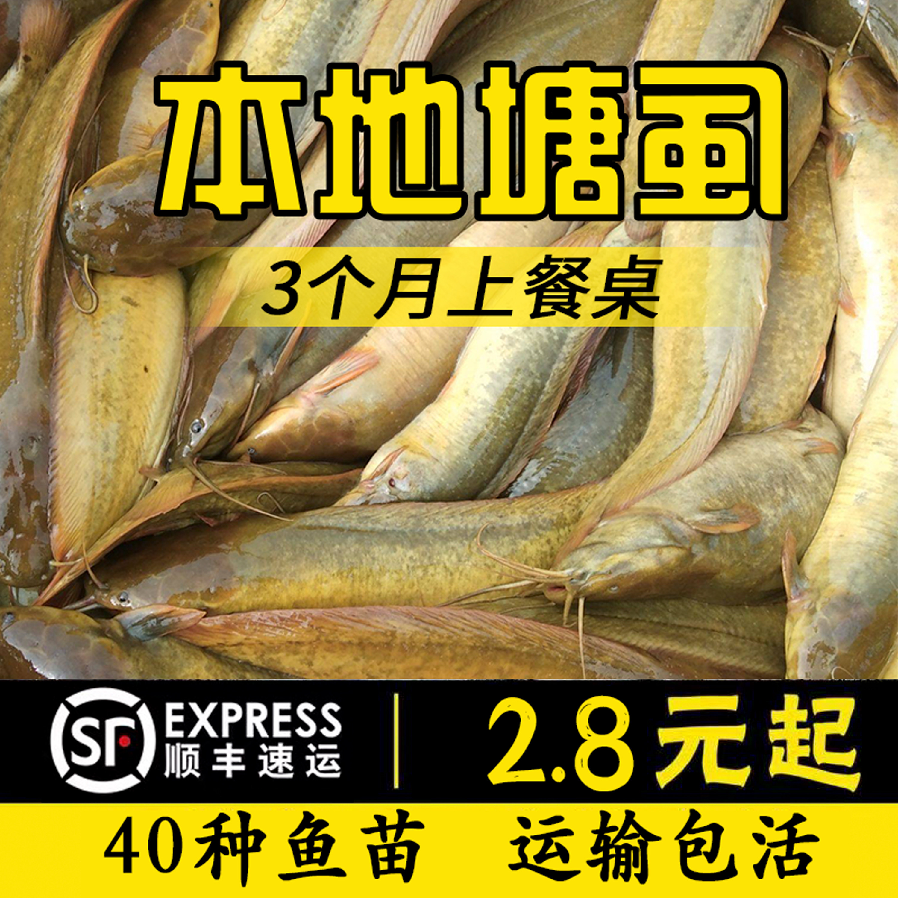 本地塘鲺胡子鲶鱼苗塘角鱼苗土塘鱼