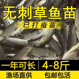 四川无刺草鱼鱼苗淡水养殖食用半斤特大无刺草鱼苗 无刺草鱼苗