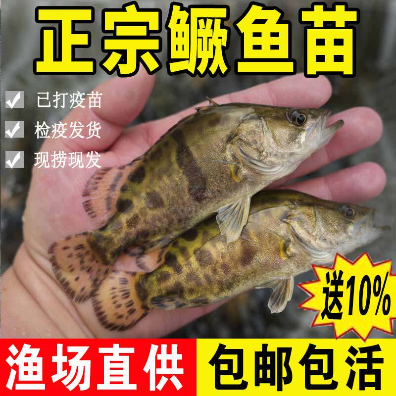鳜鱼苗淡水养殖食用活体鱼路亚肉食冷水观赏桂花鱼苗翘嘴斑鳜鱼苗