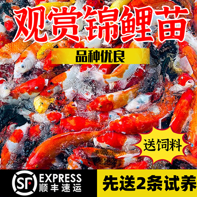 锦鲤鱼活鱼观赏鱼纯种大型红白冷水淡水好养耐活金鱼红鲤鱼小鱼苗