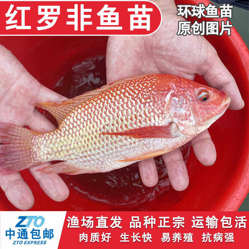 红罗非鱼苗彩虹雕豹纹红珍珠蜡红福寿鱼非洲鲫鱼淡水观赏食用