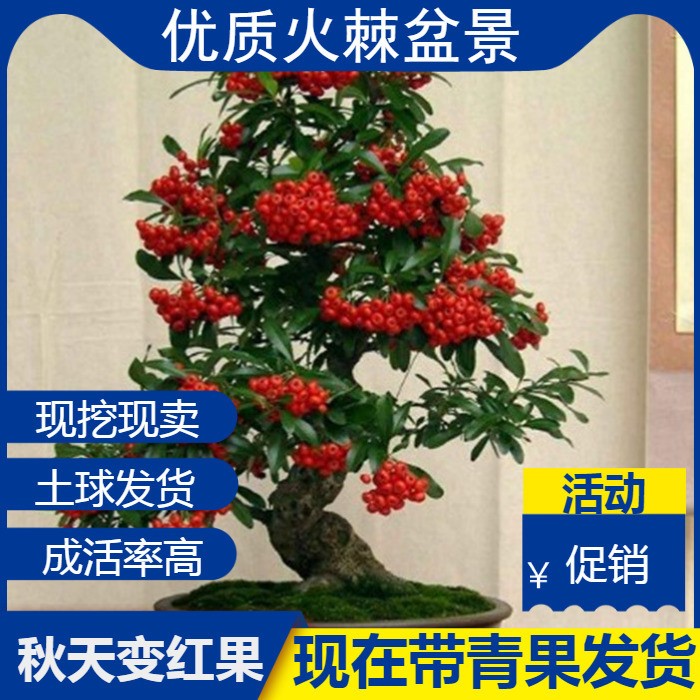 火棘盆景火棘树桩树苗老桩满堂红冬季观果火棘盆栽植物室内带果