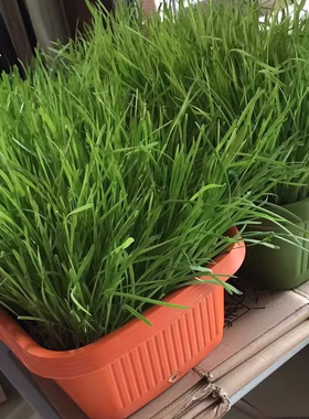 黄韭盆景南宫特产农家包饺子菜绿植蔬菜室内阳台盆栽花卉韭菜根苗