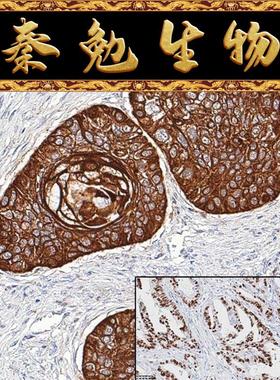 中杉 货号：PV-8000 二步法通用试剂盒