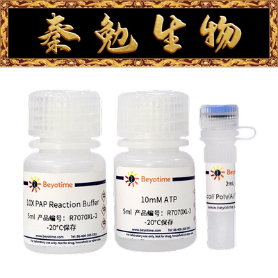 碧云天E.coliPoly(A)聚合酶