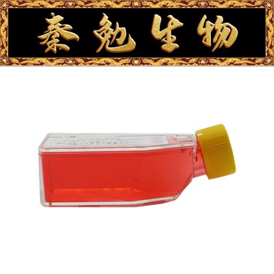 Jurkat(人T淋巴细胞瘤细胞)