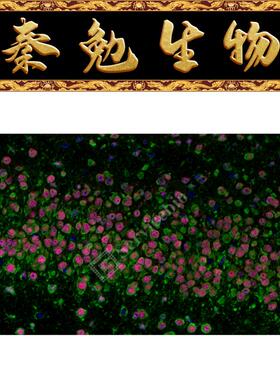 赛维尔 货号：GF003-50T RNASweAMI™ 原位杂交IF488检测试剂盒