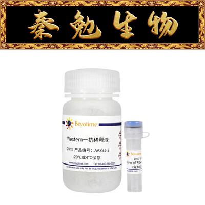 Phospho-ATR(Ser428)抗体兔多抗