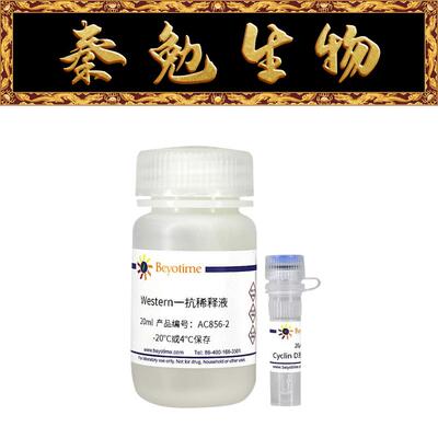 碧云天CyclinD3抗体(小鼠单抗)