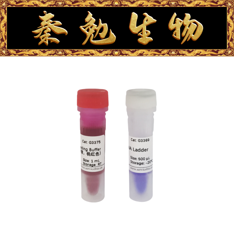 赛维尔GN1000bpDNALadder