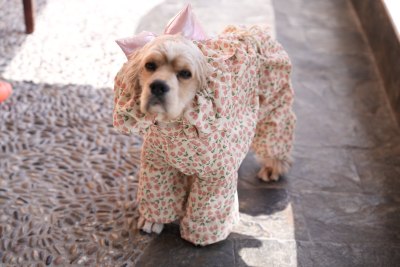 狗狗衣服秋冬款四脚衣防尘衣 护肚服 美卡防尘衣 大耳朵狗