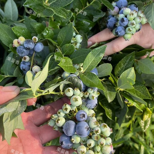 【北高蓝莓品种】北高品种蓝莓树苗营养钵庭院阳台种植