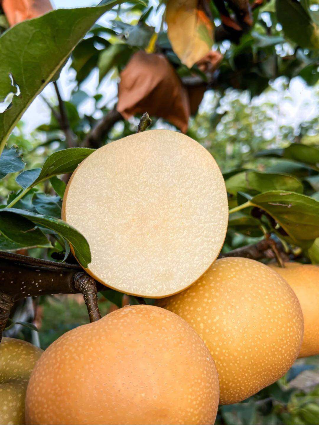 梨树秋月梨翠冠梨酥脆1号梨树早熟晚熟可盆栽地栽庭院种植,鲜花速递/花卉仿真/绿植园艺,行道树/乔木,淘宝优惠券,粉丝福利购,淘宝优惠卷