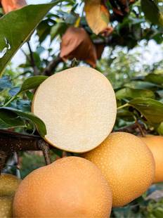 梨树秋月梨翠冠梨酥脆1号梨树早熟晚熟可盆栽地栽庭院种植