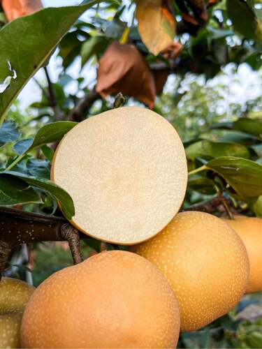 梨树秋月梨翠冠梨酥脆1号梨树早熟晚熟可盆栽地栽庭院种植