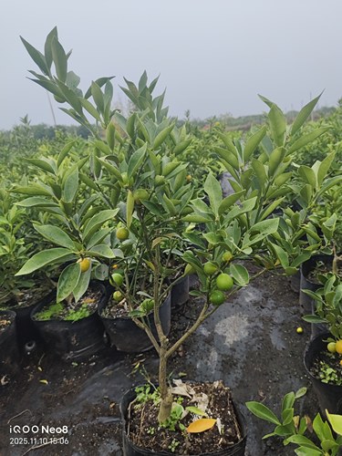 【柑橘类】融安金桔钵苗脆皮金桔二代金桔脆甜盆栽庭院种植